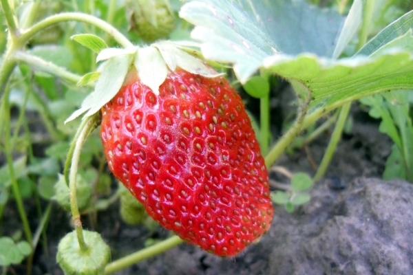 Le grade possède des qualités aromatiques élevées, un goût juteux, est stable contre les températures élevées et basses.