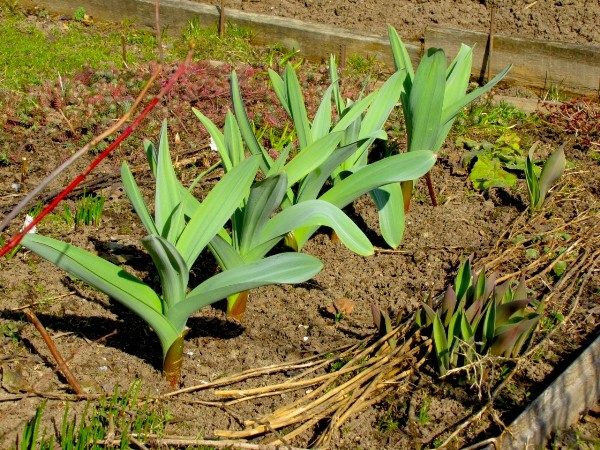 Les feuilles d'oignon vertes ont le goût de l'ail, les bulbes sont également comestibles, ressemblent au radis et au radis