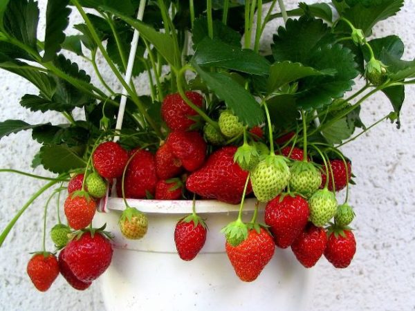 Fraises en pot