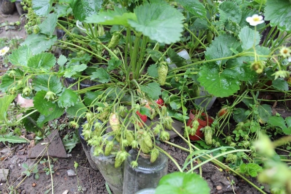 Frost-resistant, productive, unpretentious grade in leaving