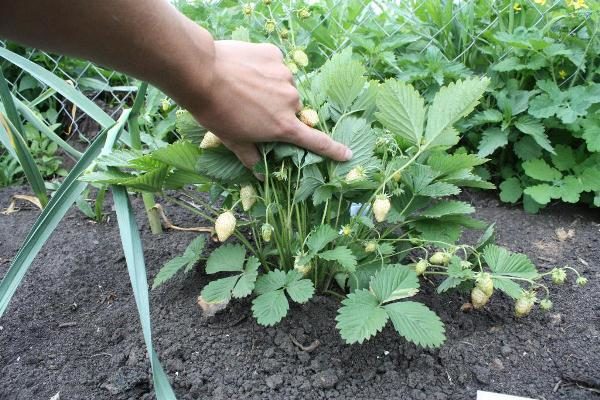White strawberries should not be planted on the soil used for raspberries, potatoes, tomatoes or cucumbers.