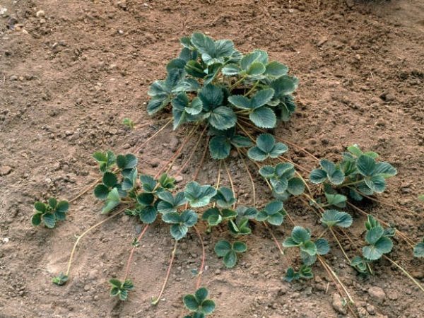 رب الفراولة ينمو بسرعة كبيرة بسبب شارب شجيرة الأم