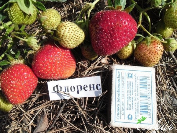 أنواع هجينة ذاتية التوجيه للزراعة في الشرفة: فلورنسا ، العسل ، كورونا وبوليرو