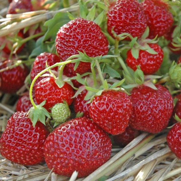 Zeng Zengan est parfois récolté jusqu'à 1,5 kg de baies d'un arbousier