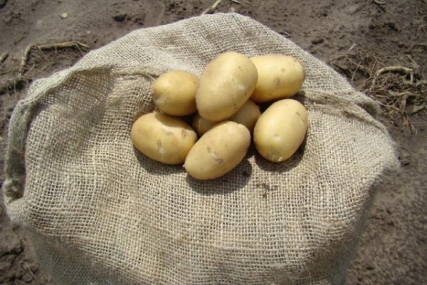 After harvesting the potatoes need to hold in the sun for several days