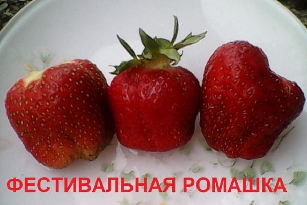 The variety is suitable for cultivation in the Central and Northern region, in the Urals and in Siberia