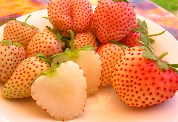 Strawberry grade White Swede