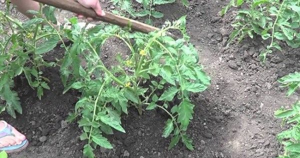 Weeding plot with tomatoes from weeds