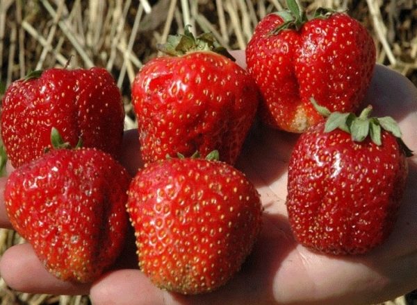  Φράουλα Λόρδος