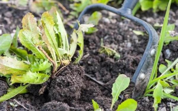 Os componentes ativos da droga Gezagard capaz de retardar a fotossíntese e bloquear a reação de Hill