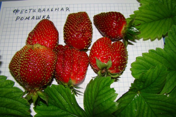  Festival Strawberry: variety description, planting and care
