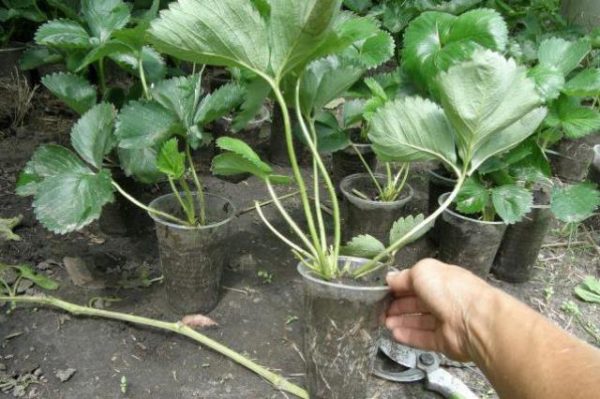 Strawberry saplings first-graders