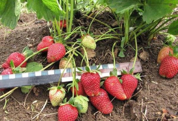 Délicatesse fraise de Moscou - variété montante précoce