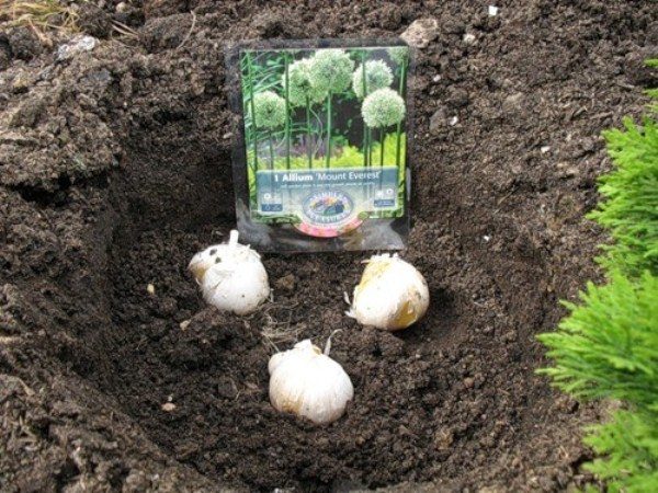 Диаметърът на цветето и височината на стъблото зависят от размера на крушката на декоративния чесън