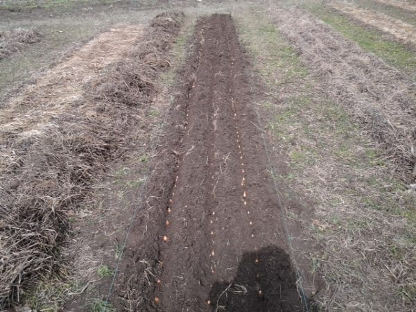 Centurion de plantation d'oignons