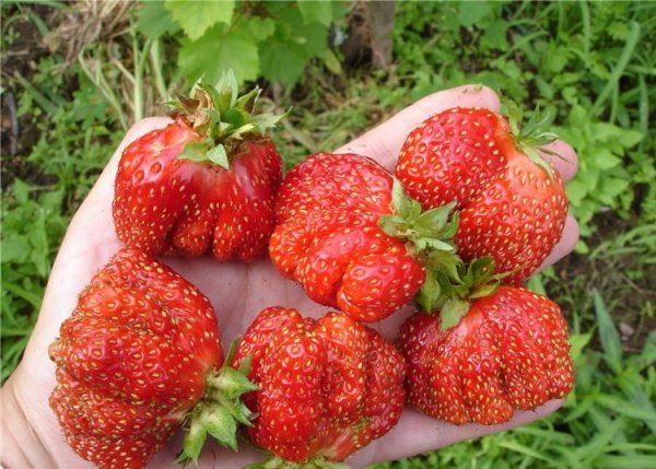 Strawberry Masha or Moscow Jubilee