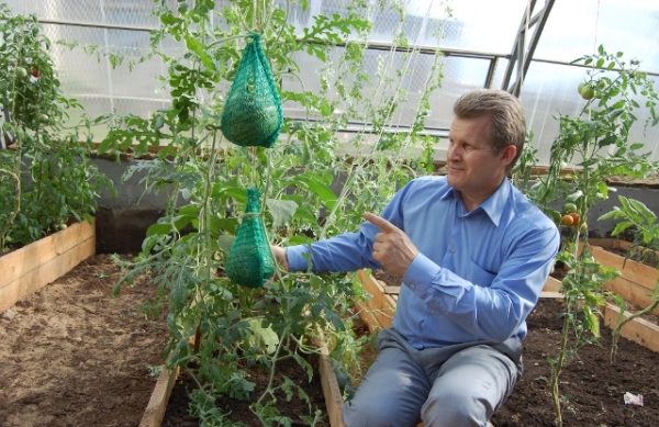 Watermelon care after planting
