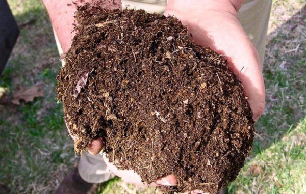 2-3 semaines avant de planter des plants de fraises, le sol doit être nourri