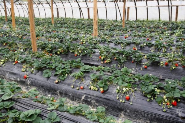 Paillage avec film noir