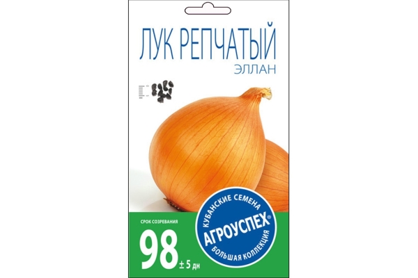 Cebola Allan variedade