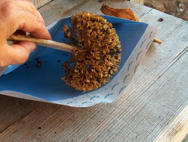 Récolte des graines d'oignon Aflatunsky