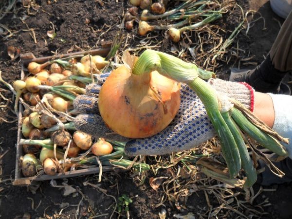 Centurion d'oignon sur la main se bouchent