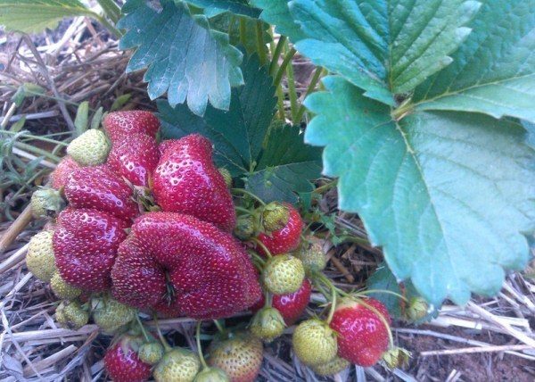 Vicoda zaten ilk yılda iyi bir hasat yapabilir