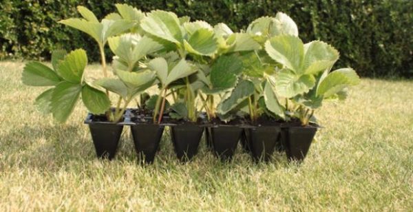 Çilek Elinae fidanları