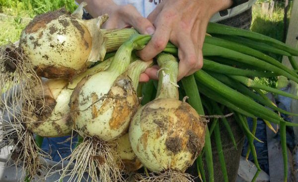 Variété d'oignon géant