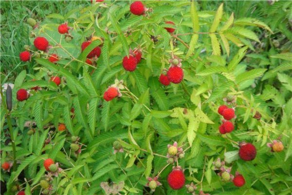 Rosolist ou tebetskaya framboise