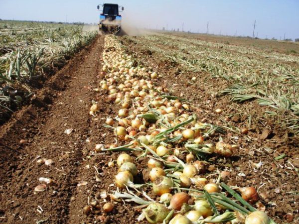 Récolte d'oignons