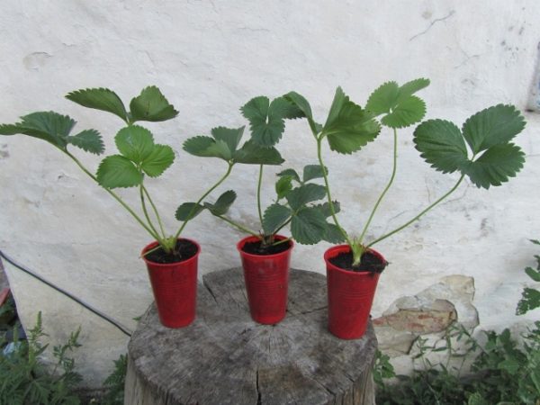 Σπόροι φράουλας στραγγίζουμε