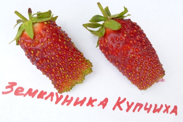 Tradeswoman - the result of breeding European Muscat strawberries and large-fruited garden strawberries