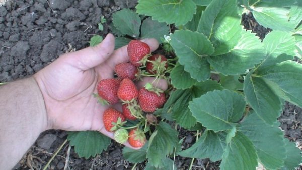 Best of all, Kama strawberry grows on slightly acid and neutral soils.