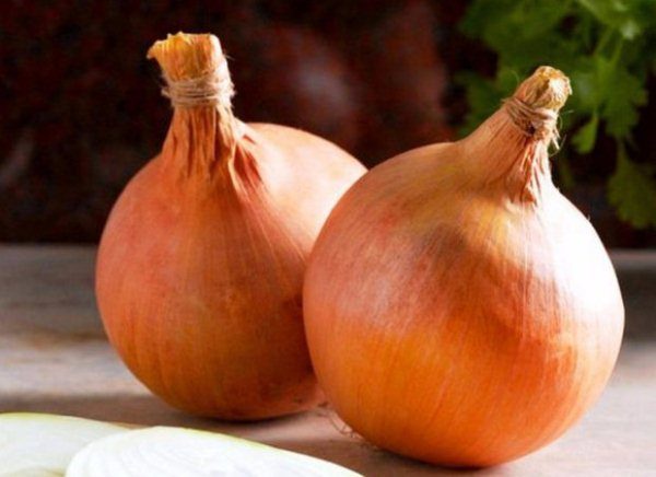 Οι βολβοί ποικιλίας Sturon είναι αρκετά μεγάλοι, μέχρι 200 γραμμάρια