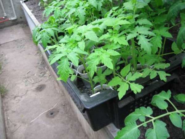 Tomato seedling Black Prince