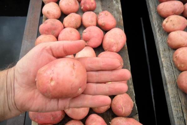 Pour augmenter les rendements, les semences doivent être mises à jour tous les cinq ans.