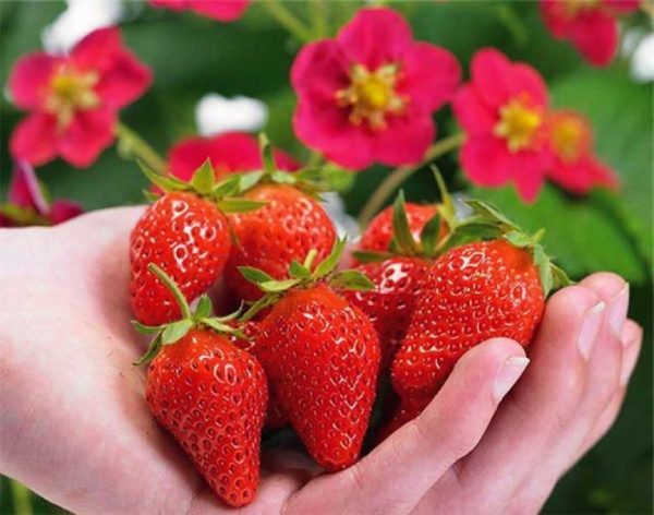 Le fragole della Toscana hanno una forma conica