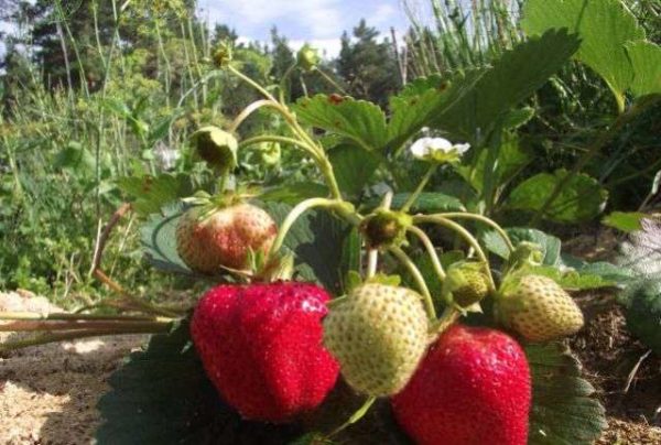 Strawberry Cardinal in the garden