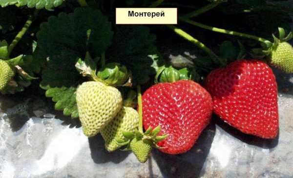 Les arbustes à fraises de Monterey sont très fructueux - il peut y avoir jusqu'à quatorze tiges de fleurs sur un