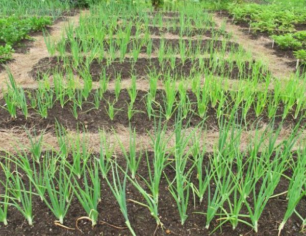 Centurion d'oignon dans les parterres de jardin