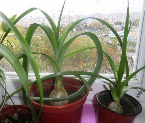 Ο χυμός του κρέατος πουλερικών του καρυδιού έχει αναλγητικό αποτέλεσμα στην αρθρίτιδα, τη ριζοκυτταρίτιδα, την οστεοχονδρόζη