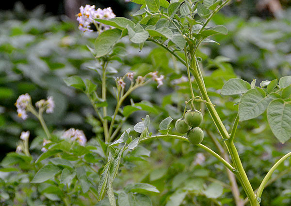 Ground Fruits Potatoes Manifesto