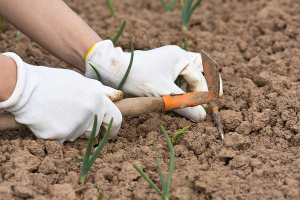 It is necessary to loosen the soil before the onion shoots