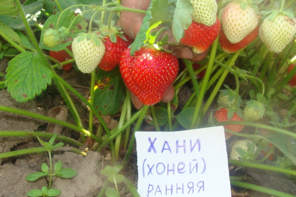 Advantages of strawberry: ripening, resistance to frost and diseases