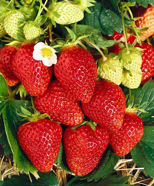 Berries up to 20 grams grow