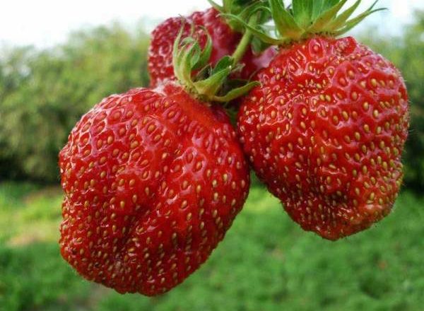  Φράουλα Masha