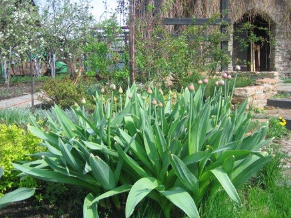 Arc de Souvorov ou Anzur