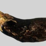 Eggplant, affected by blight
