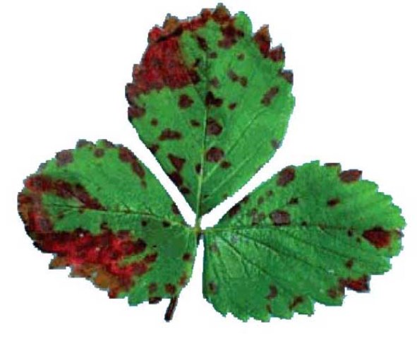 Brûlure bactérienne